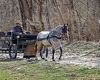 attractive-gypsy-vanner-horse