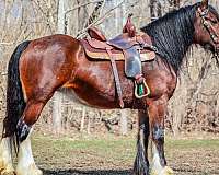 team-penning-clydesdale-horse