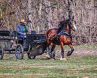 working-co-clydesdale-horse