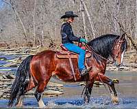 all-around-clydesdale-horse