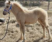 cross-working-palomino-horse