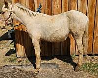 palomino-blaze-horse