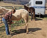 all-around-tennessee-walking-horse