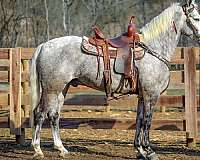 athletic-morgan-horse