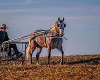 drill-team-morgan-horse