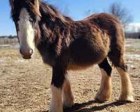 breeding-draft-colt