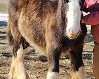 breeding-draft-gypsy-vanner-horse