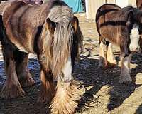 black-gypsy-vanner-colt