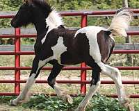 piebald-friesian-filly