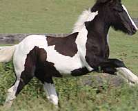 pinto-ghra-horse