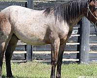 2-year-old-qh-quarter-pony