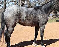 athletic-quarter-horse