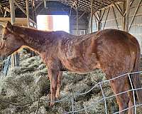 quarter-horse-for-sale