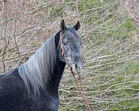 available-tennessee-walking-pony