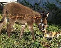 mini-donkeys