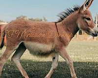 red-donkey