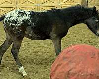 appaloosa-anglo-arabian-horse