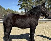 fella-percheron-horse