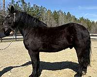 safe-for-anyone-percheron-horse