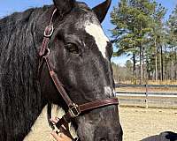 sane-sound-percheron-horse