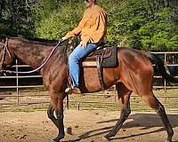 all-around-thoroughbred-horse