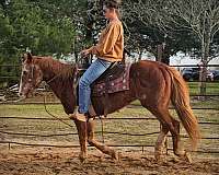 advance-beginner-quarter-horse