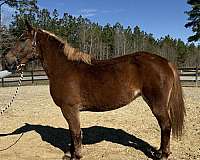 gaits-belgian-horse