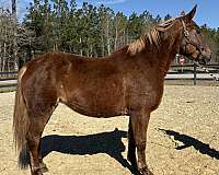 happy-belgian-horse