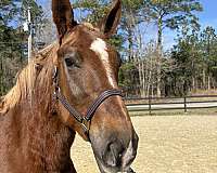 morgan-mare-belgian-horse