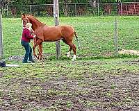 5-gaited-saddlebred-horse