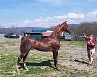 canter-saddlebred-horse