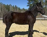 solid-percheron-horse