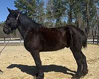 style-percheron-horse