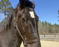 willing-percheron-horse