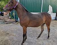 allbreedpedigree-anglo-arabian-pony