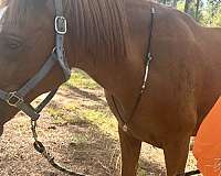 chestnut-star-2-white-socks-horse