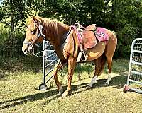 alabama-tennessee-walking-horse