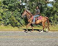 star-2-white-socks-horse