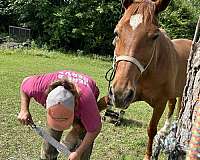 all-around-tennessee-walking-horse