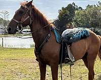 and-willing-tennessee-walking-horse