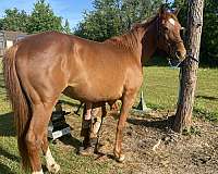 beginner-tennessee-walking-horse