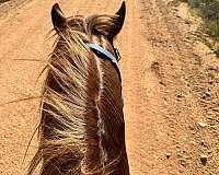 beginner-safe-kid-pony-tennessee-walking-horse