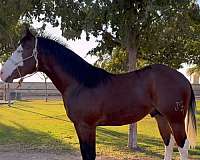 colonels-smoking-guns-quarter-horse