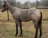 quarter-horse-filly