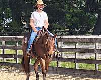 lesson-quarter-horse