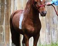 triple-registered-miniature-pinto-horse