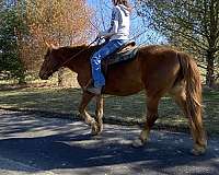 all-around-draft-horse