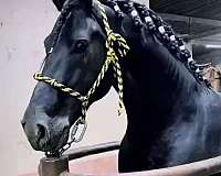 frison-stallion