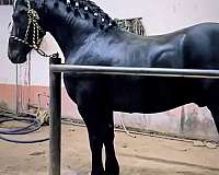 friesian-horse