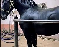 stallion-friesian-horse